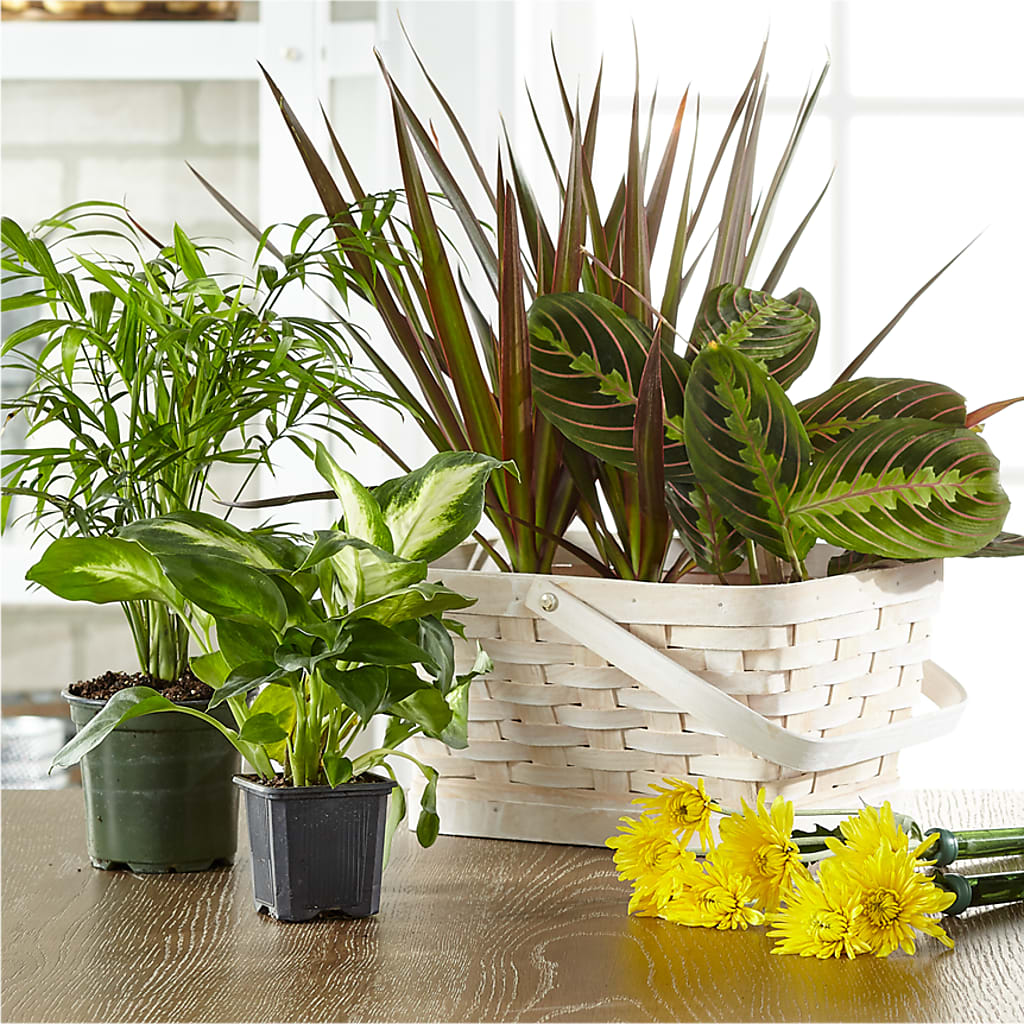 Florist Designed Blooming and Green Plants in a Basket – Flowersusa.net, Tontitown AR