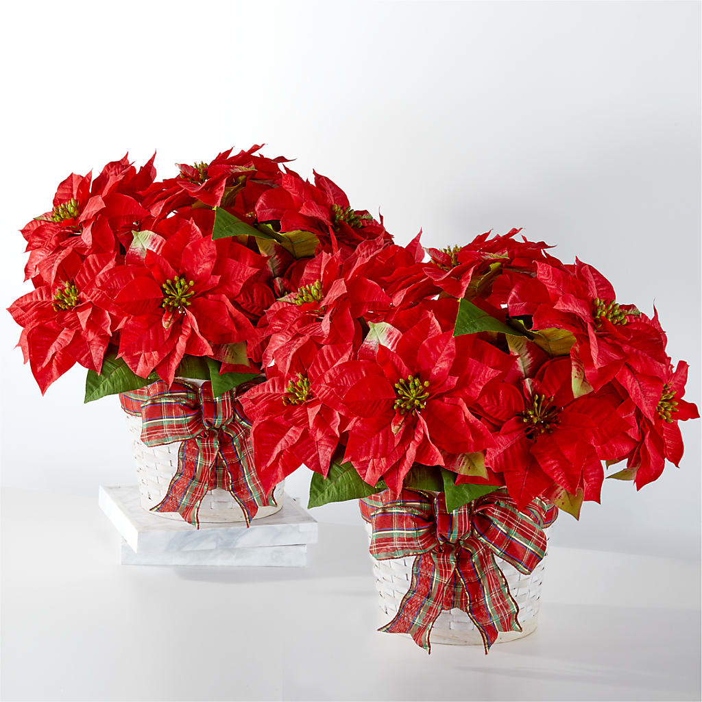 Happiest Holidays Poinsettia Bundle – Flowersusa.net, Tontitown AR