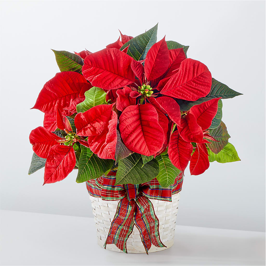Happiest Holidays Poinsettia – Flowersusa.net, Tontitown AR