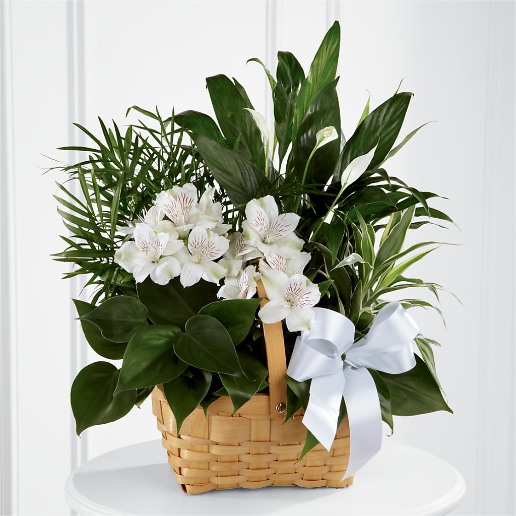Peace & Serenity Dishgarden – Flowersusa.net, Tontitown AR