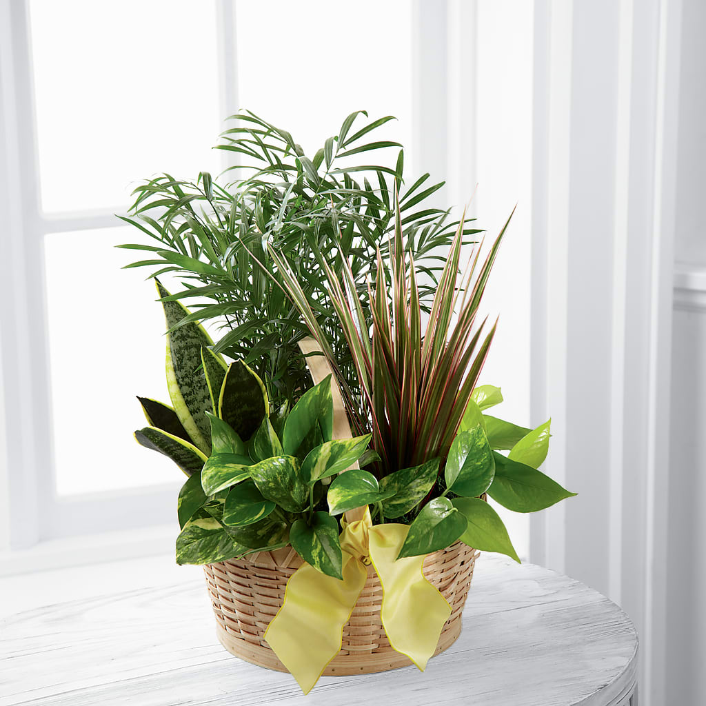 French Garden – Flowersusa.net, Tontitown AR