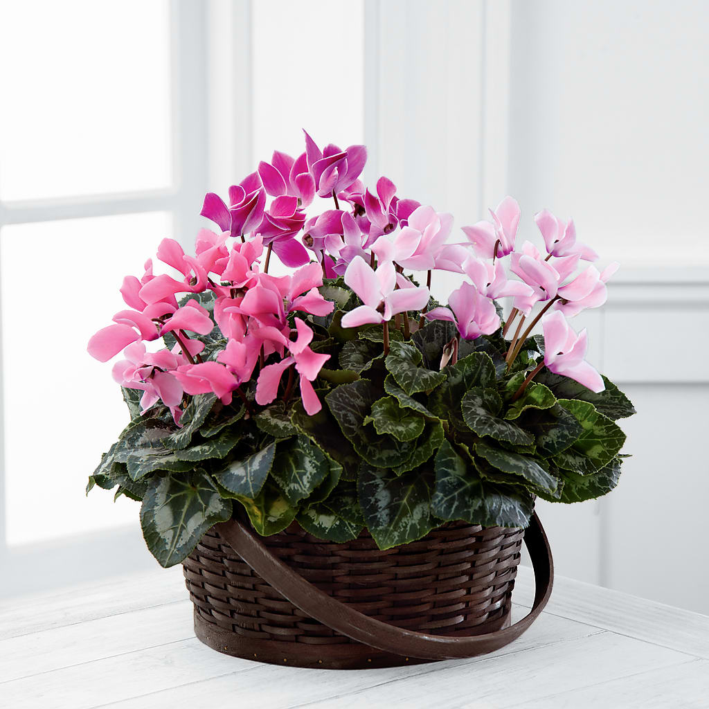 Mixed Cyclamen Planter – Flowersusa.net, Tontitown AR