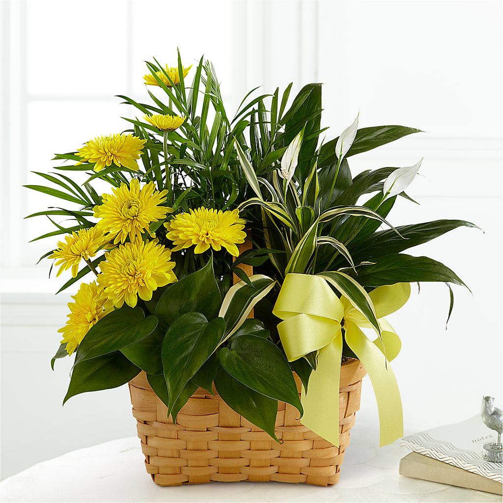 Loving Light Dishgarden – Flowersusa.net, Tontitown AR