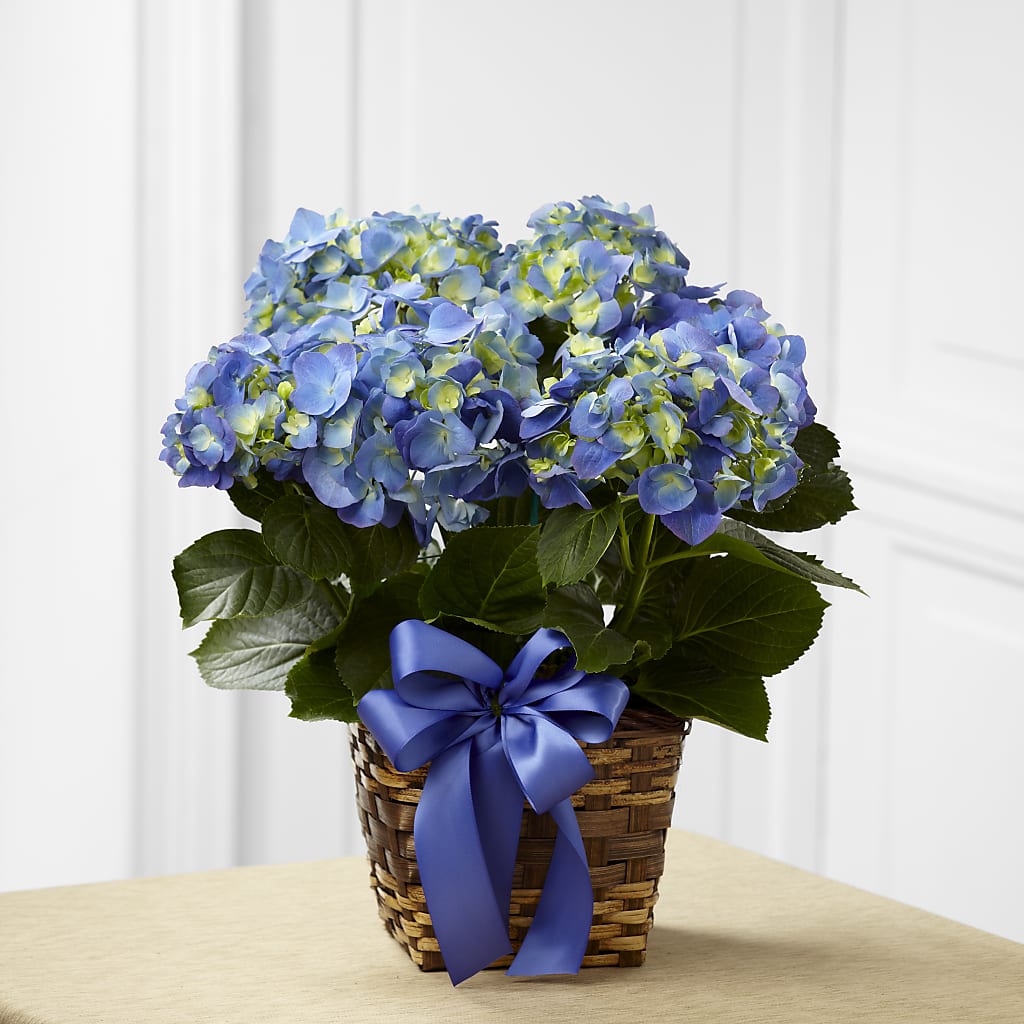 Blue Hydrangea Planter – Flowersusa.net, Tontitown AR