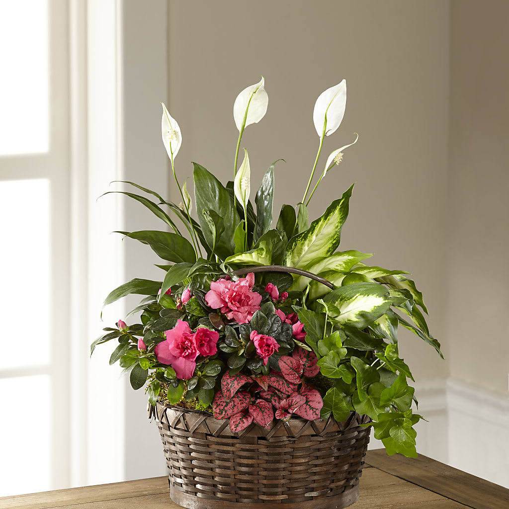 Dream in Pink Dishgarden – Flowersusa.net, Tontitown AR