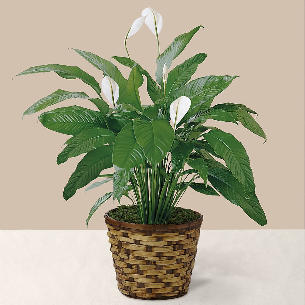 Tranquil Moments Peace Lily Plant – Flowersusa.net, Tontitown AR