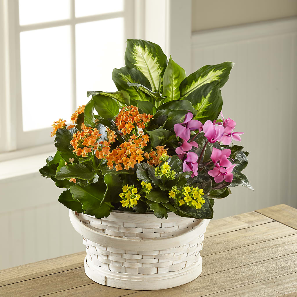 Color Crush Dishgarden – Flowersusa.net, Tontitown AR