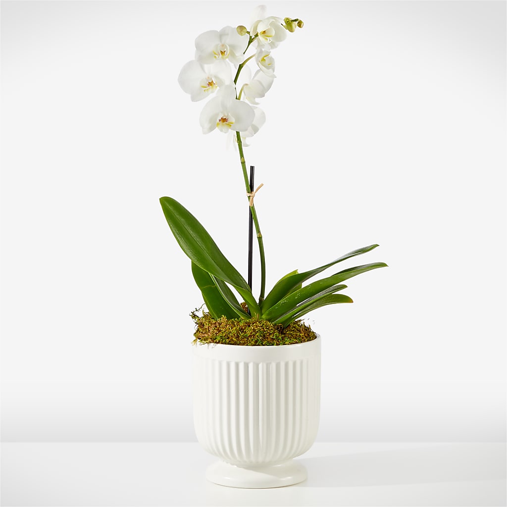 Whispering White Orchid – Flowersusa.net, Tontitown AR