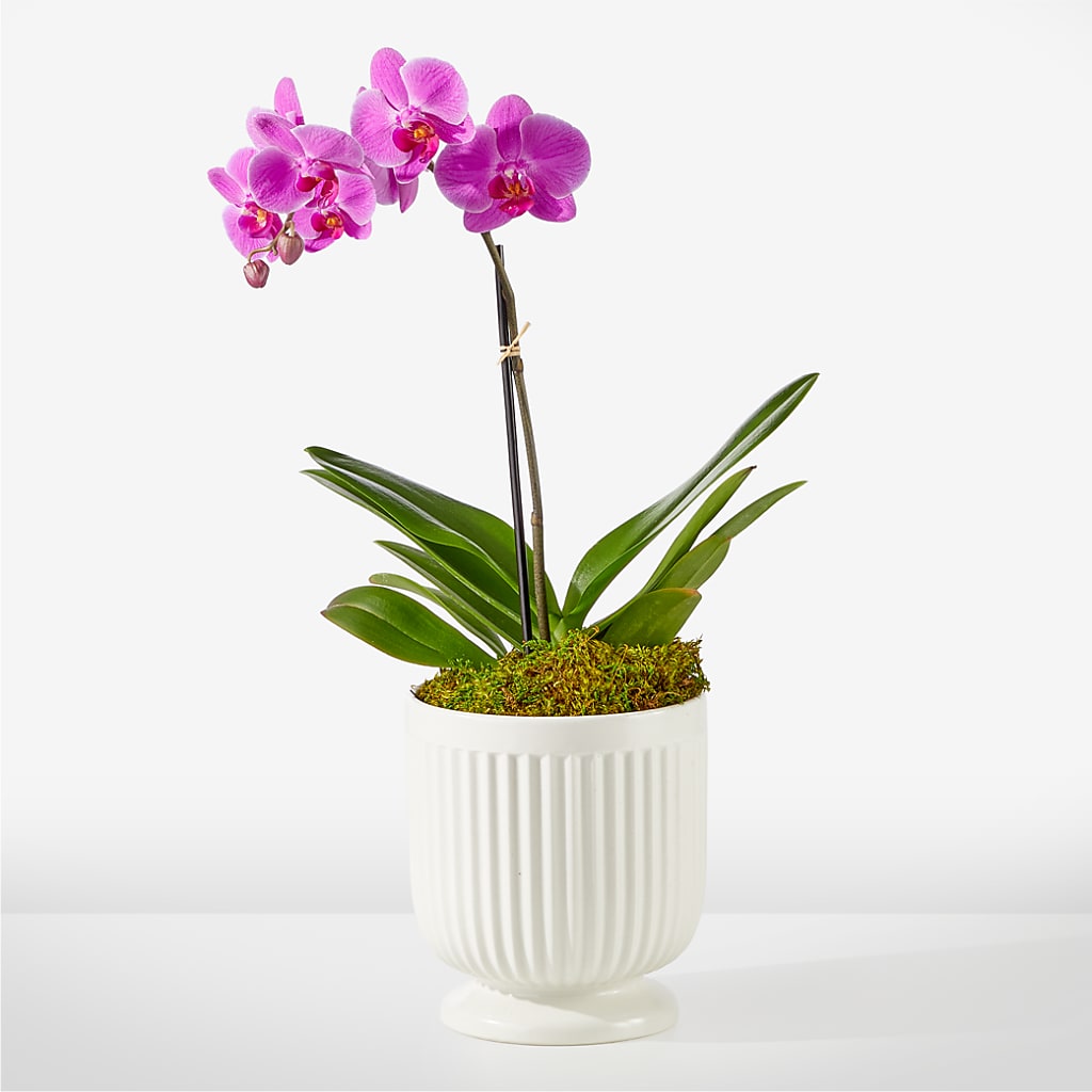 Friendly Fuchsia Orchid – Flowersusa.net, Tontitown AR