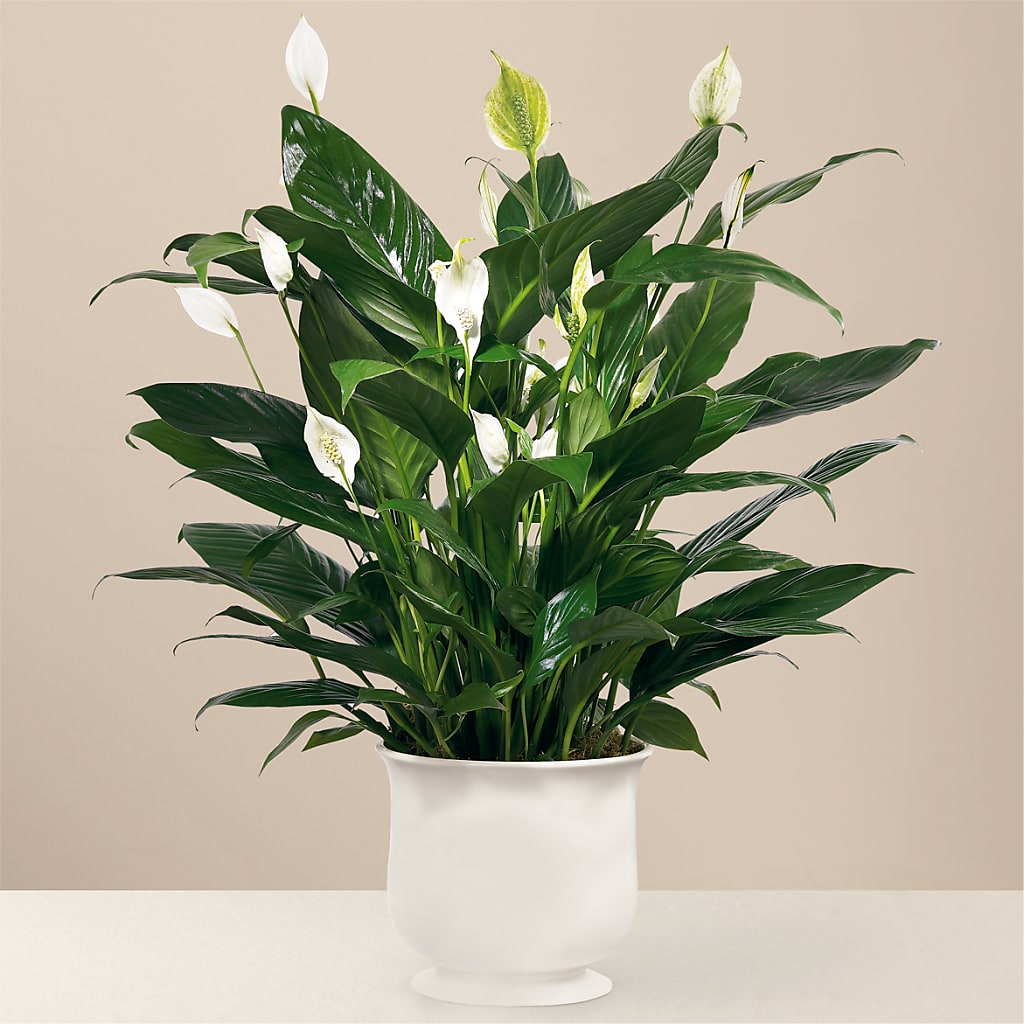 Comfort Planter – Flowersusa.net, Tontitown AR