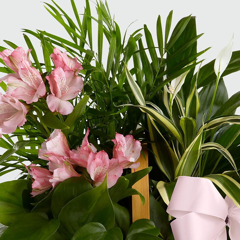 Living Spirit Dishgarden – Flowersusa.net, Tontitown AR