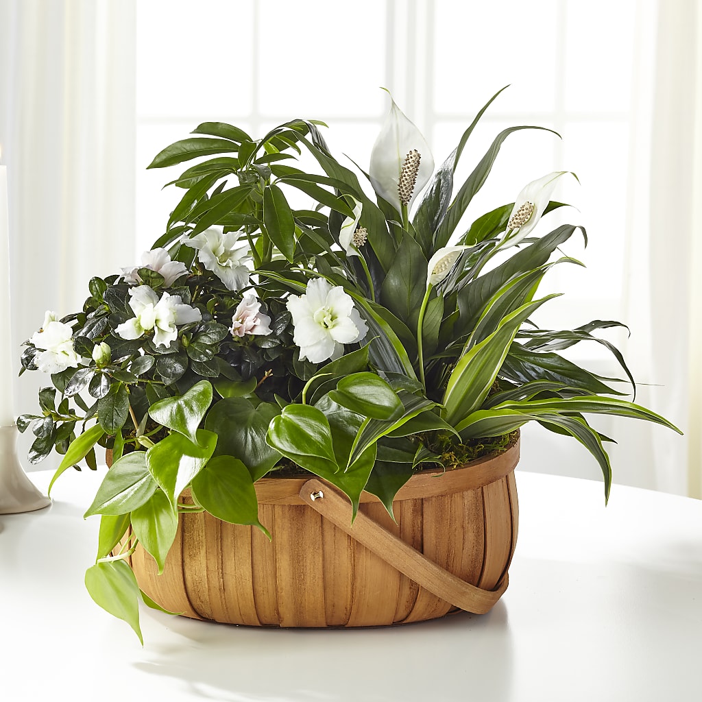 Serene Dishgarden – Flowersusa.net, Tontitown AR