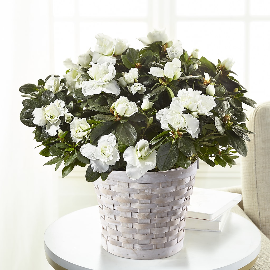 White Azalea Plant – Flowersusa.net, Tontitown AR
