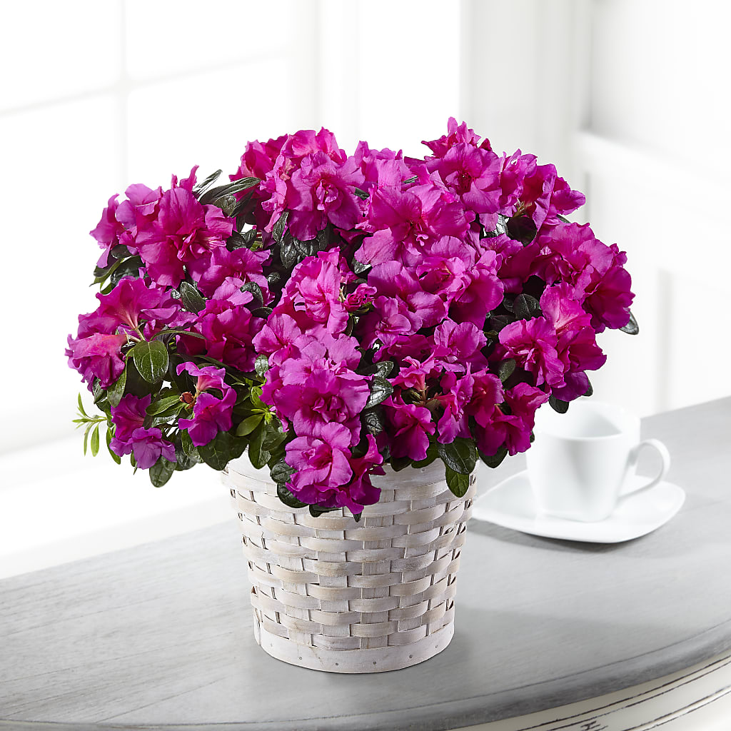 Hope & Serenity Azalea Plant – Flowersusa.net, Tontitown AR