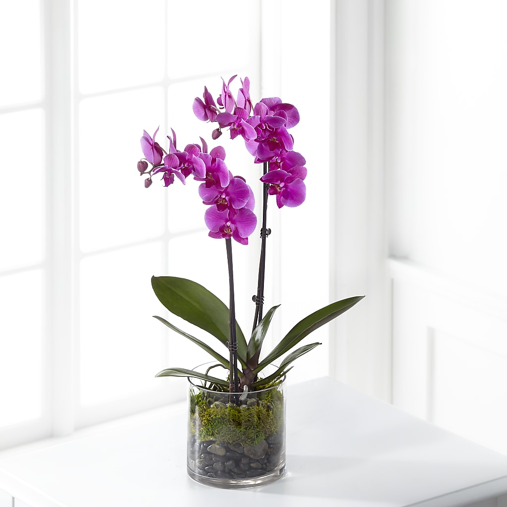 Pink Orchid Plant – Flowersusa.net, Tontitown AR