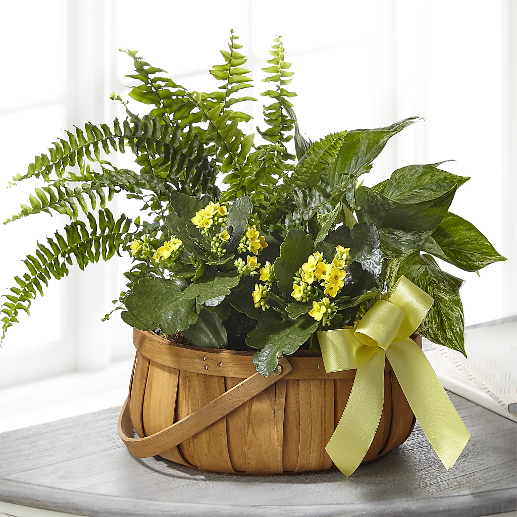 Always Dear Dishgarden – Flowersusa.net, Tontitown AR