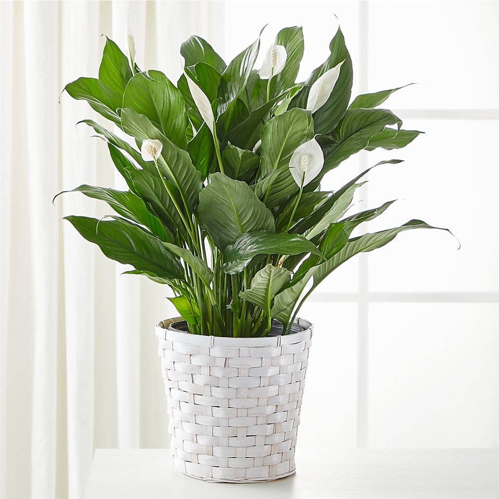 A New Leaf Peace Lily – Flowersusa.net, Tontitown AR