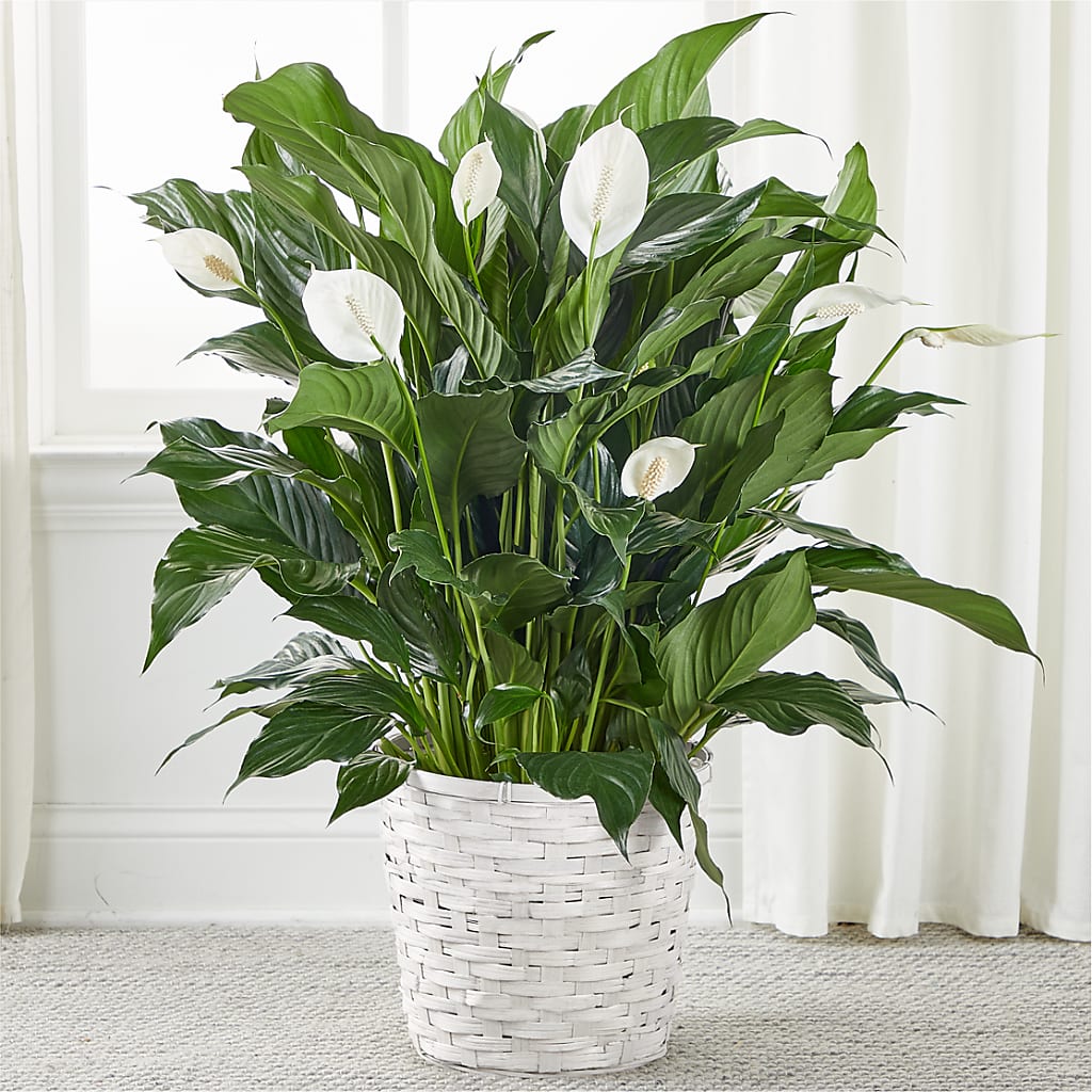 A New Leaf Peace Lily – Flowersusa.net, Tontitown AR