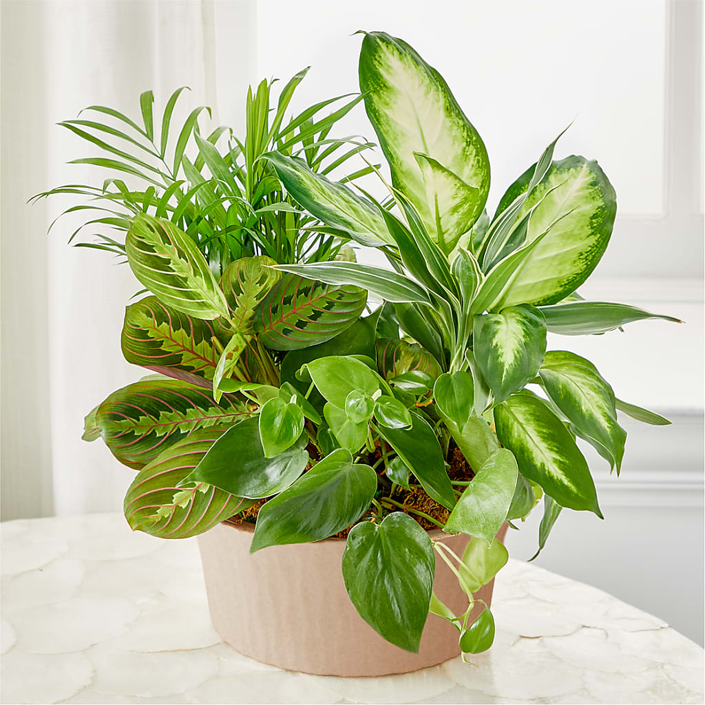 Balance & Harmony Dishgarden – Flowersusa.net, Tontitown AR