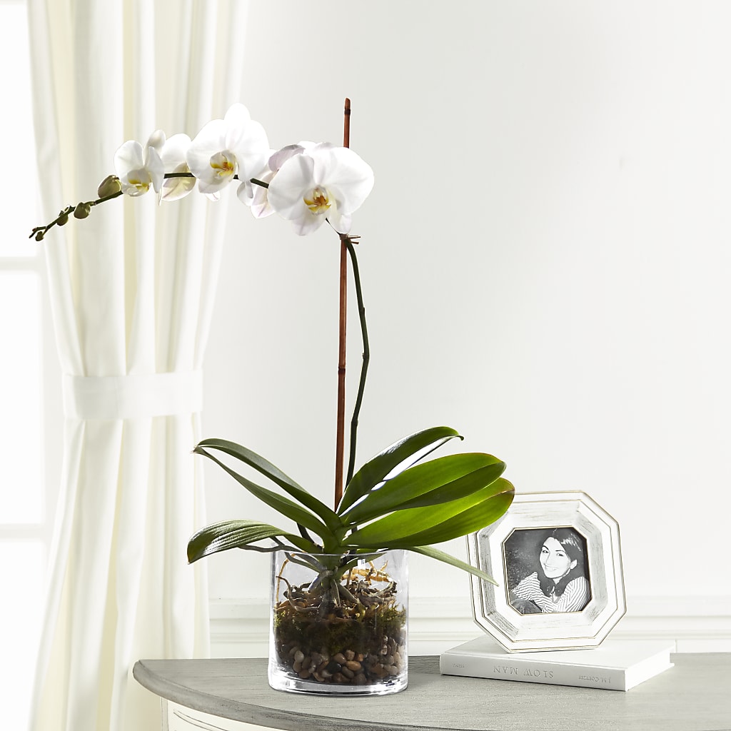 White Orchid Planter – Flowersusa.net, Tontitown AR