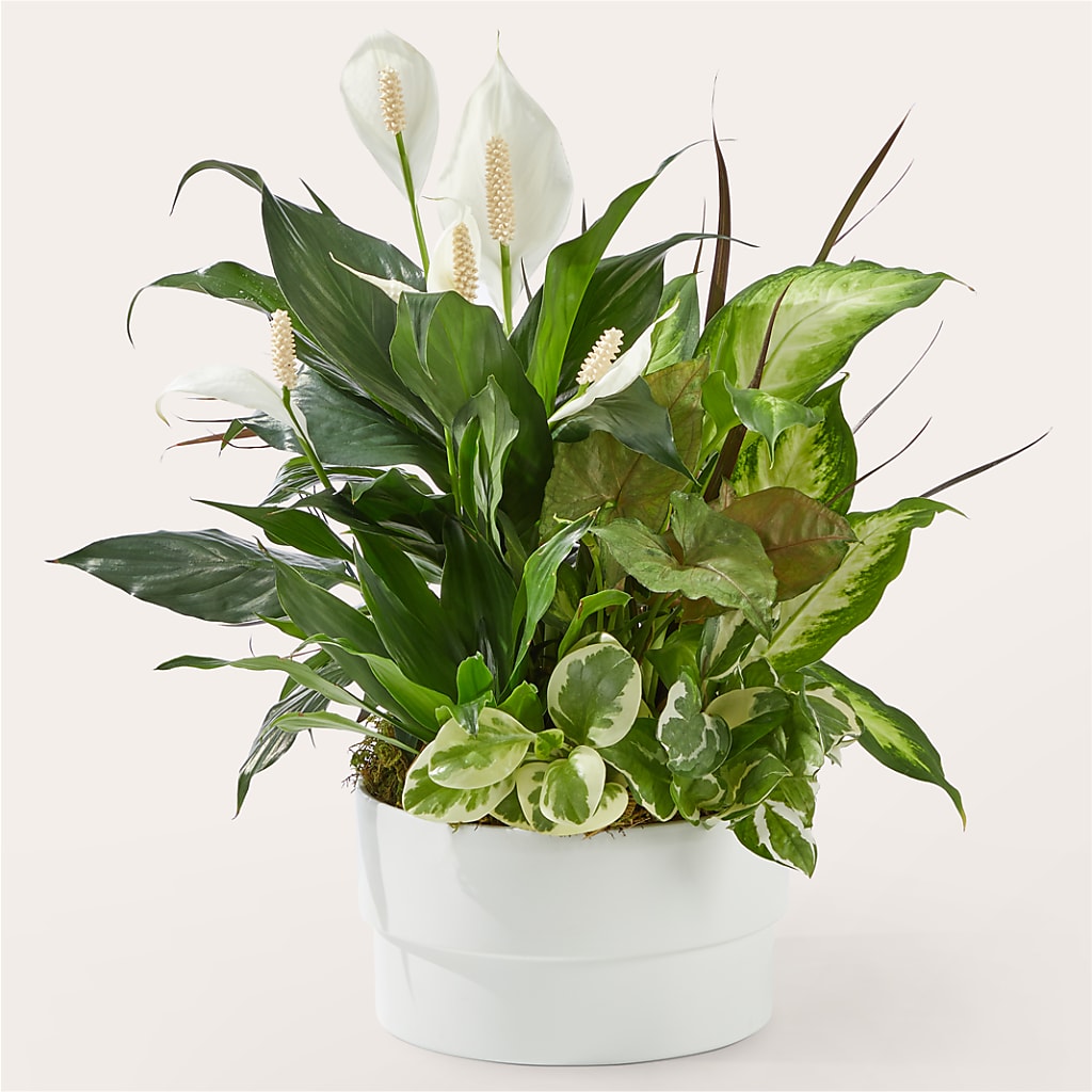 Radiating Positivity Dishgarden – Flowersusa.net, Tontitown AR
