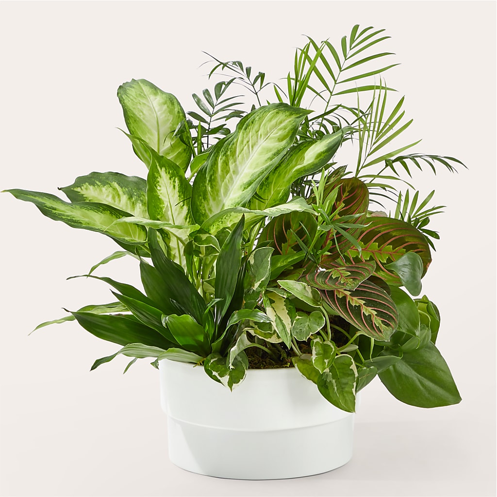 Radiating Positivity Dishgarden – Flowersusa.net, Tontitown AR