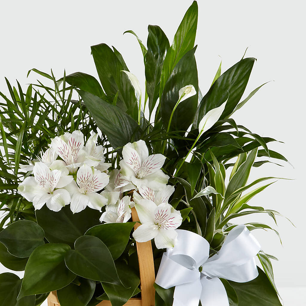 Peace & Serenity Dishgarden –  Flowersusa.net, Tontitown AR
