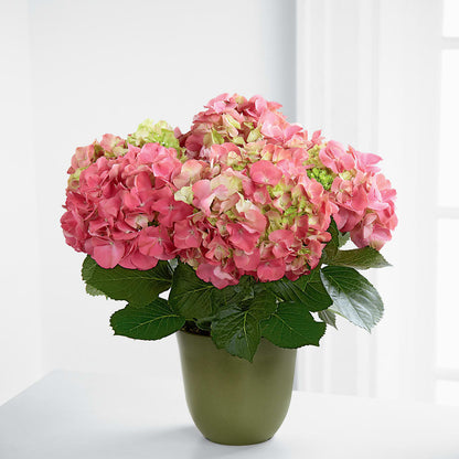 Pink Hydrangea Planter –  Flowersusa.net, Tontitown AR