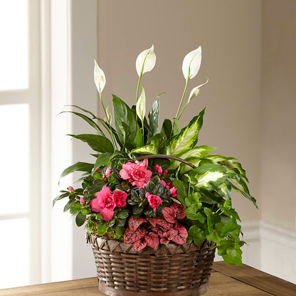 Dream in Pink Dishgarden –  Flowersusa.net, Tontitown AR