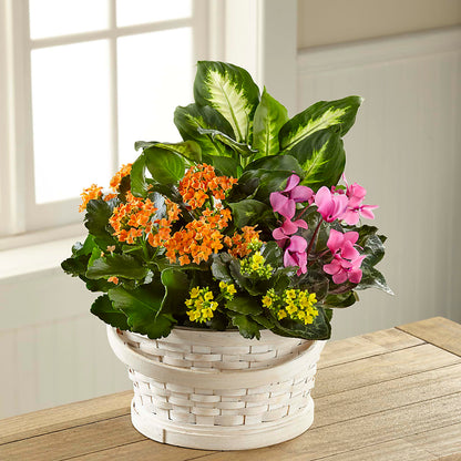 Color Crush Dishgarden –  Flowersusa.net, Tontitown AR