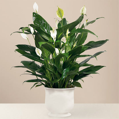 Comfort Planter –  Flowersusa.net, Tontitown AR