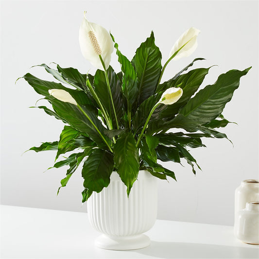 Comfort Planter –  Flowersusa.net, Tontitown AR