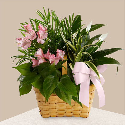 Living Spirit Dishgarden –  Flowersusa.net, Tontitown AR
