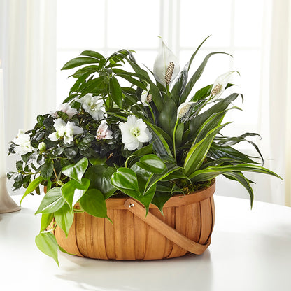 Serene Dishgarden –  Flowersusa.net, Tontitown AR