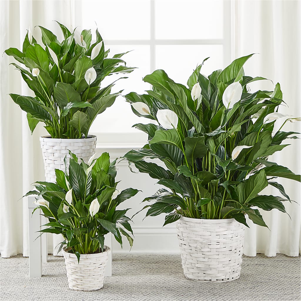 A New Leaf Peace Lily –  Flowersusa.net, Tontitown AR