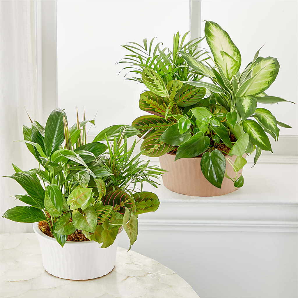 Balance & Harmony Dishgarden –  Flowersusa.net, Tontitown AR