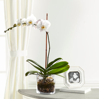 White Orchid Planter –  Flowersusa.net, Tontitown AR