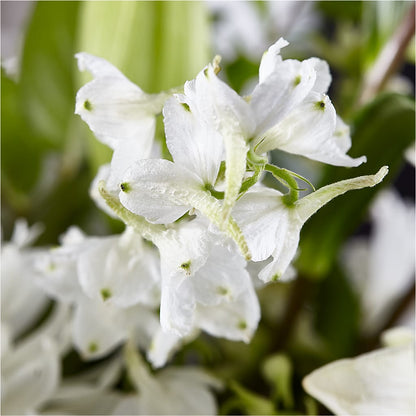 Classic Ivory – A Florist Original –  Flowersusa.net, Tontitown AR